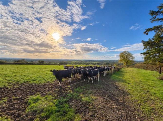 Lot 39.36 Acres), Grange, Tipperary