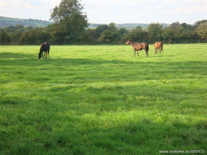 Grangemore Stud, Curragh, Kildare