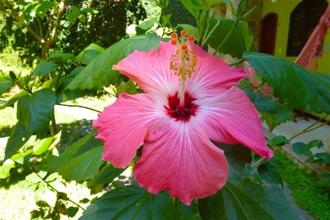 Private, R. das Flores, ILHA GRANDE, Abraao