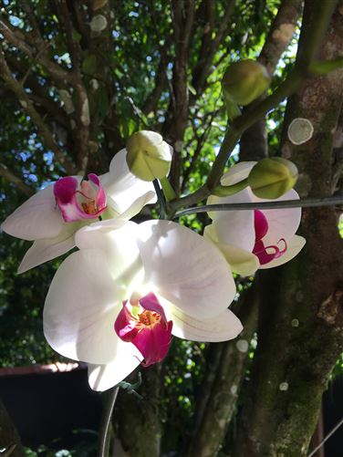 Private, R. das Flores, ILHA GRANDE, Abraao