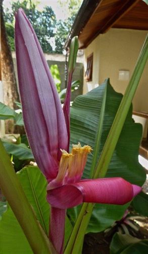Private, R. das Flores, ILHA GRANDE, Abraao