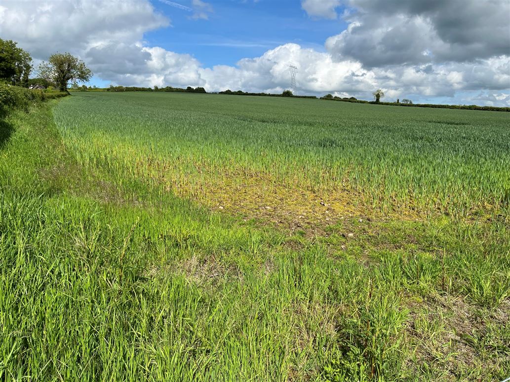 Alexanderaide, Navan, Meath