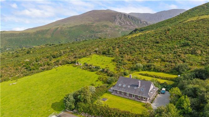 Alder, Dunloe Upper, Beaufort, Killarney, Co. Kerry