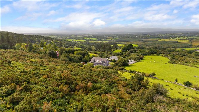 Alder, Dunloe Upper, Beaufort, Killarney, Co. Kerry