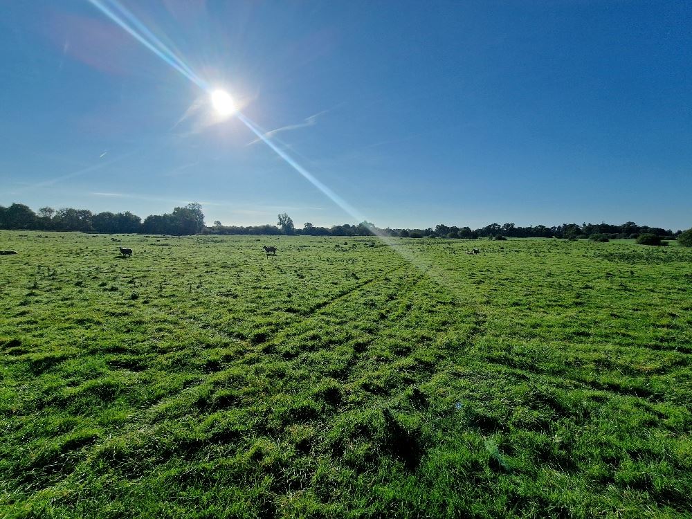 Sedenrath, Kells, Meath