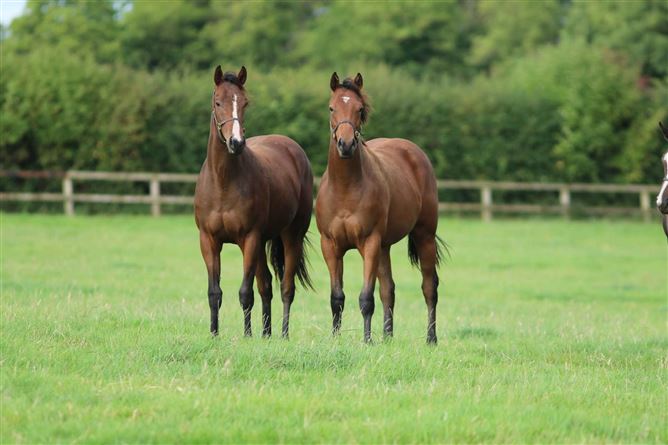 Windgates Stud, Celbridge, on approx. 53 acres, Maynooth, Co. Kildare
