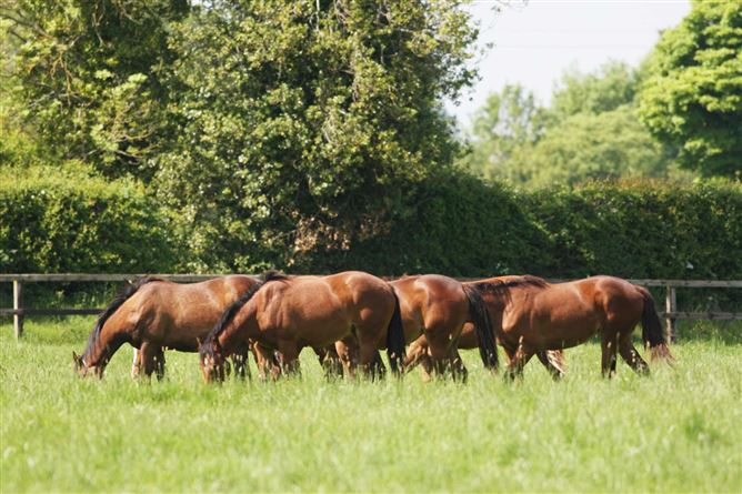 Lumville Farm, on approx. 218 acres, Edenderry, Co. Kildare