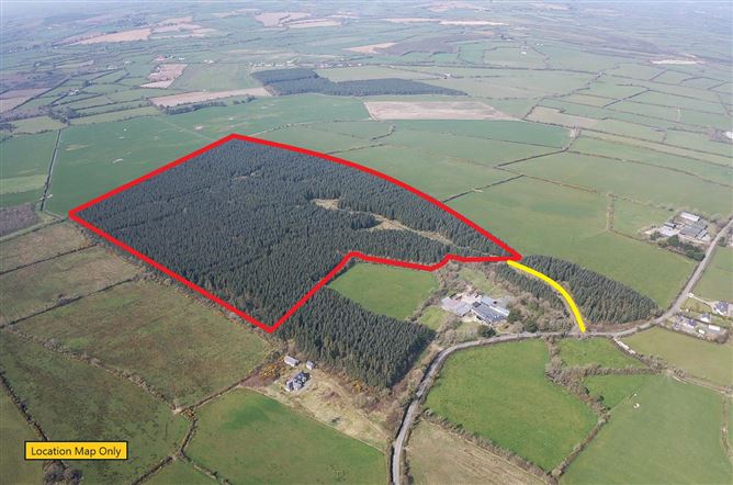 Photo 1 of 6 — Mature Forestry Plantation C.59.35 Crandaniel, Kilmuckridge, Wexford