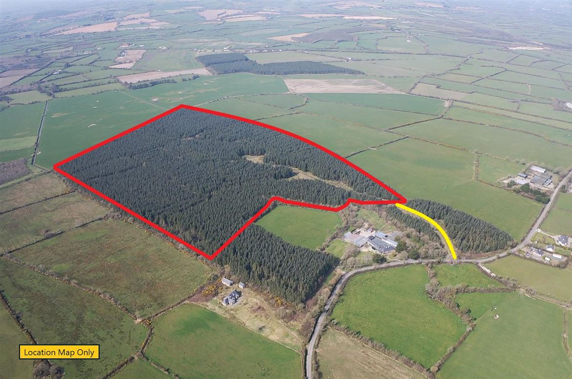 Mature Forestry Plantation C.59.35 Crandaniel, Kilmuckridge, Wexford