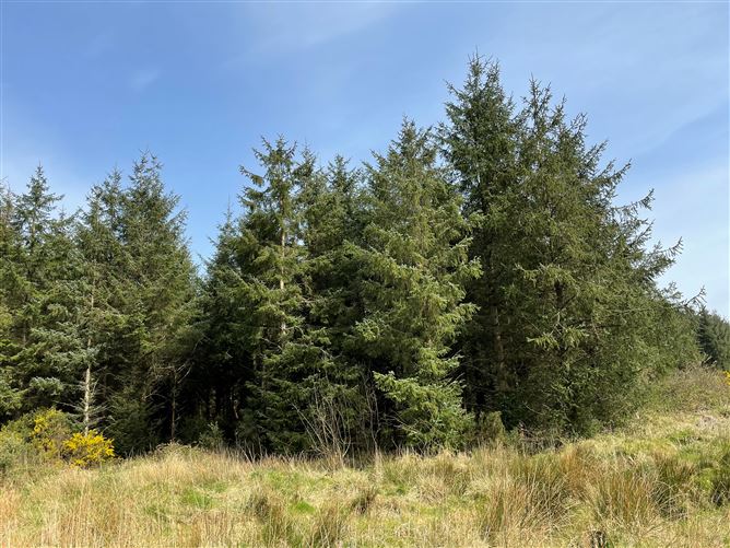 Photo 6 of 6 — Mature Forestry Plantation C.59.35 Crandaniel, Kilmuckridge, Wexford