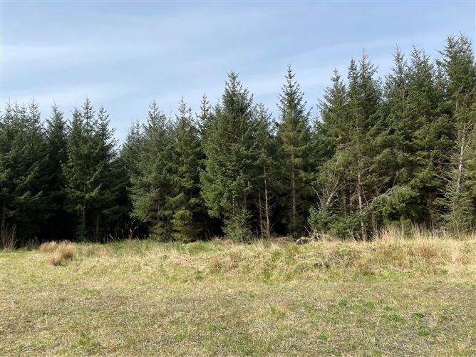 Photo 5 of 6 — Mature Forestry Plantation C.59.35 Crandaniel, Kilmuckridge, Wexford