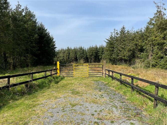 Mature Forestry Plantation C.59.35 Crandaniel, Kilmuckridge, Wexford