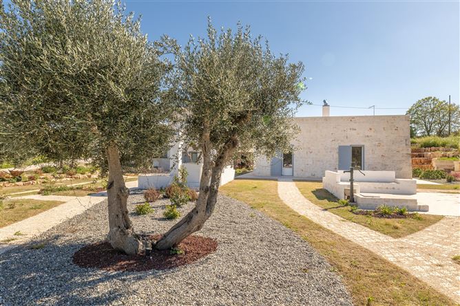 Olive Field,Marinelli, Apulia, Italy