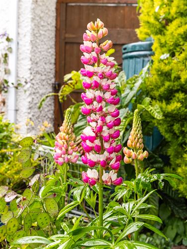 50 Kiltipper Close, Aylesbury,   Dublin 24