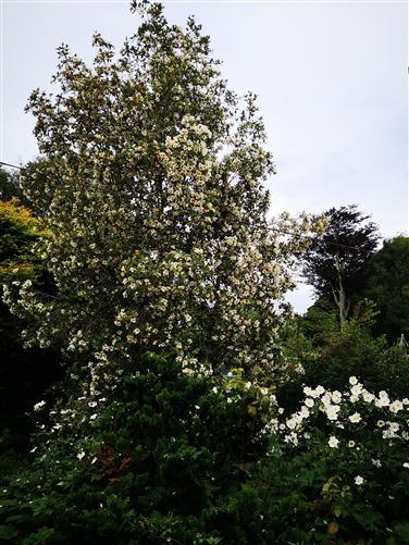 15 Grange Lawn, Waterford City, Waterford