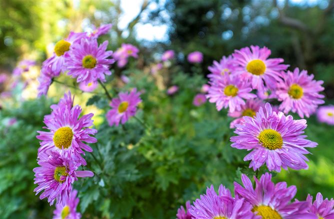 24 Kilgobbin Heights, Stepaside, Dublin 18