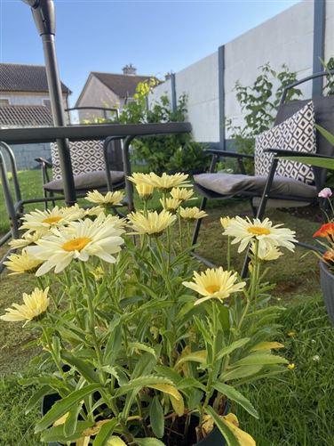 Detached Town house, Mullingar, Co. Westmeath