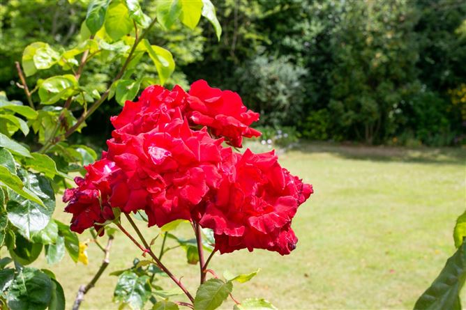 6 Taney Lawn, Dundrum, Dublin 14