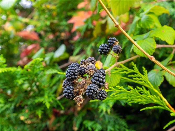 Saint Anthony's, Ballyhagan, Carbury, Carbury, Co. Kildare