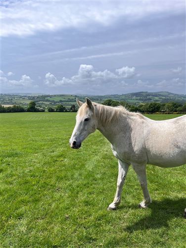 Ballard Farm, Dunganstown West, Kilbride, Wicklow