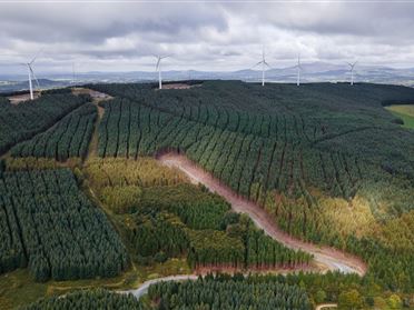Image for Project Green Forestry Portfolio, Fethard, Tipperary