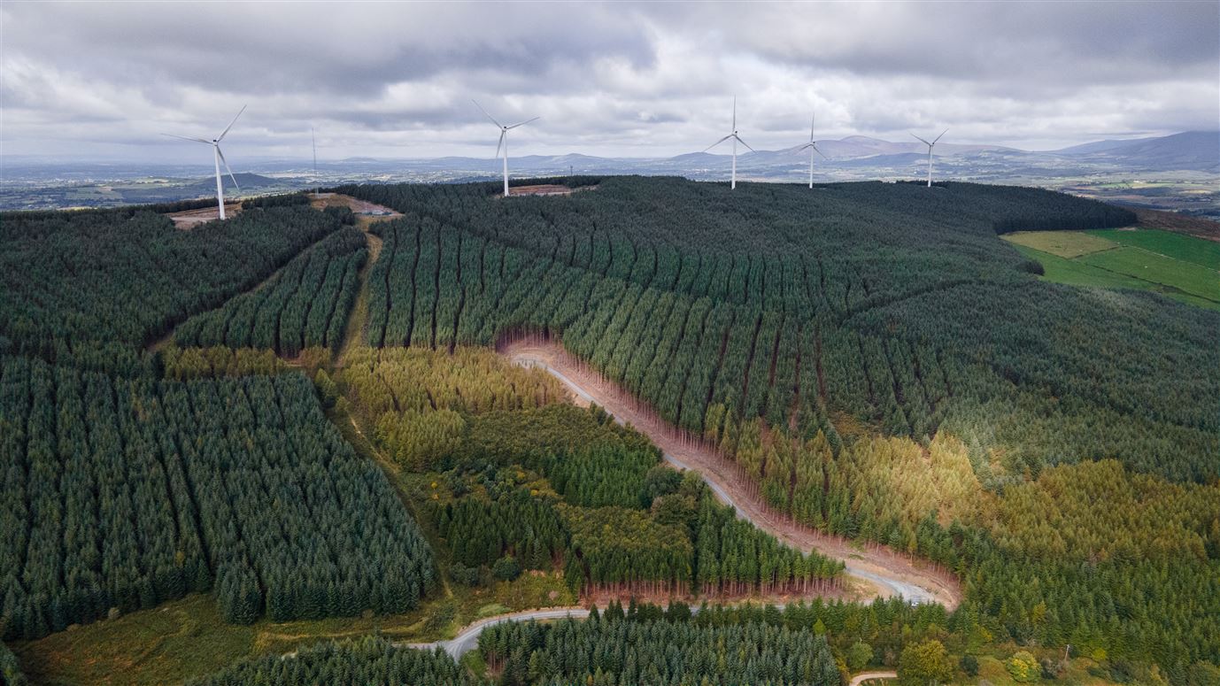 Project Green Forestry Portfolio, Fethard, Tipperary