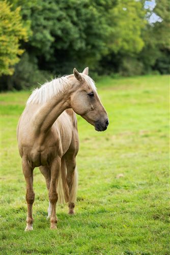 Trewithen Lodge on 5.5 acres & stables, Bonnettstown, Tullaroan Road, Co. Kilkenny