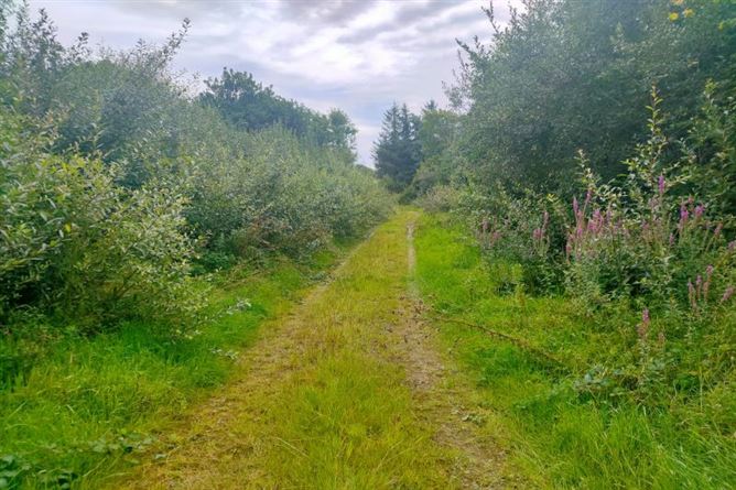 36.8 Acres / c. 14.9 Hectares Agricultural Holding  at Harperstown, Taghmon, Wexford