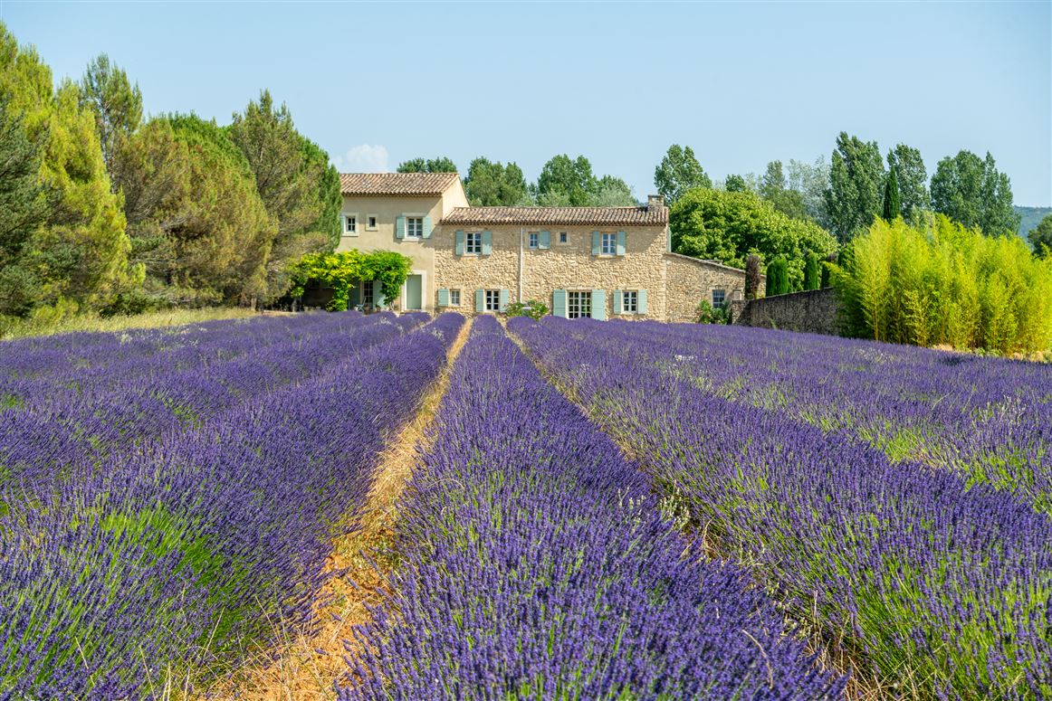 The Lavender Shadow,Bonnieux,Provence-Alps-French Riviera,France