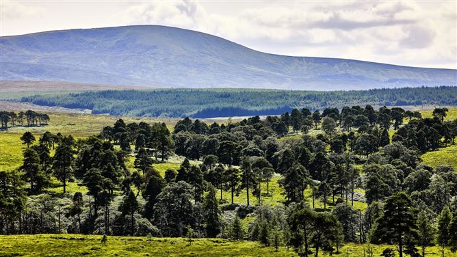 Torcaill Wood, Blessington, Wicklow