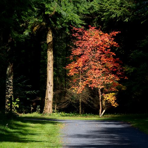 Dunmurraghill On C. 28acres, Donadea, Co. Kildare