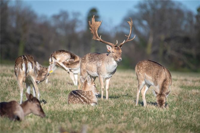 Nos. 1-9 Tolka Cottage Lane, Main Street, Mulhuddart, Dublin 15