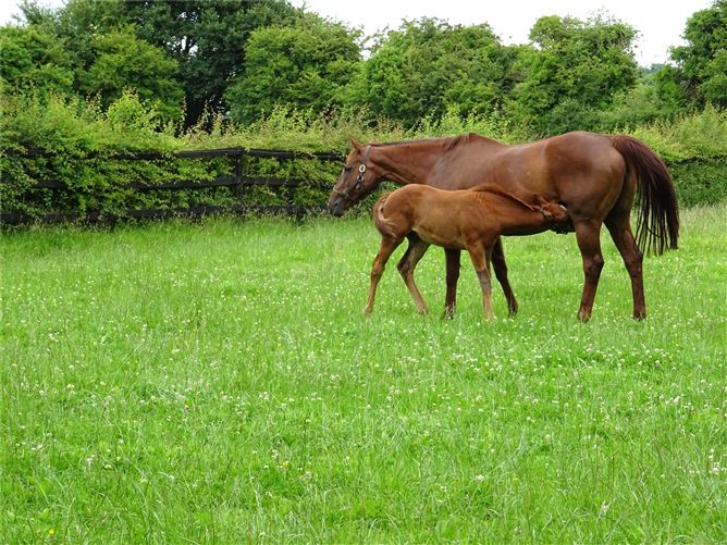 Knockara Stables On C.31acres, Knockara, Clashdrumsmith, Emly, Co. Tipperary