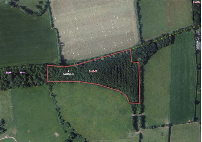 Forestry @ Flemington, Balrath, Meath