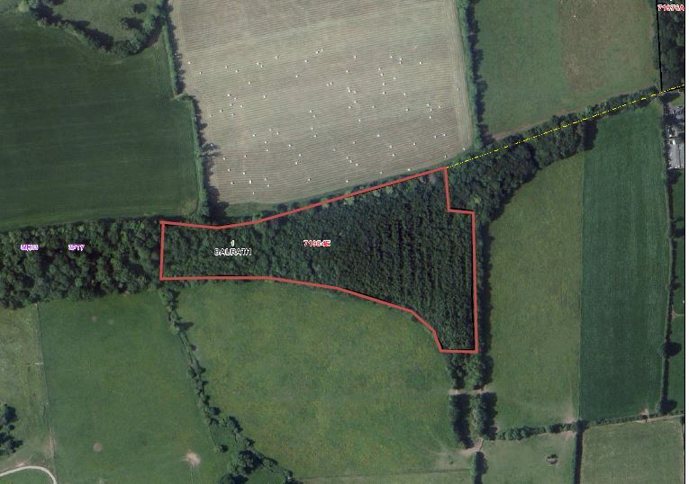 Forestry @ Flemington, Balrath, Meath