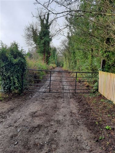 Forestry @ Flemington, Balrath, Meath