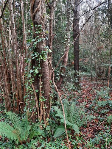 Forestry @ Flemington, Balrath, Meath