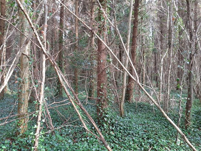 Forestry @ Flemington, Balrath, Meath
