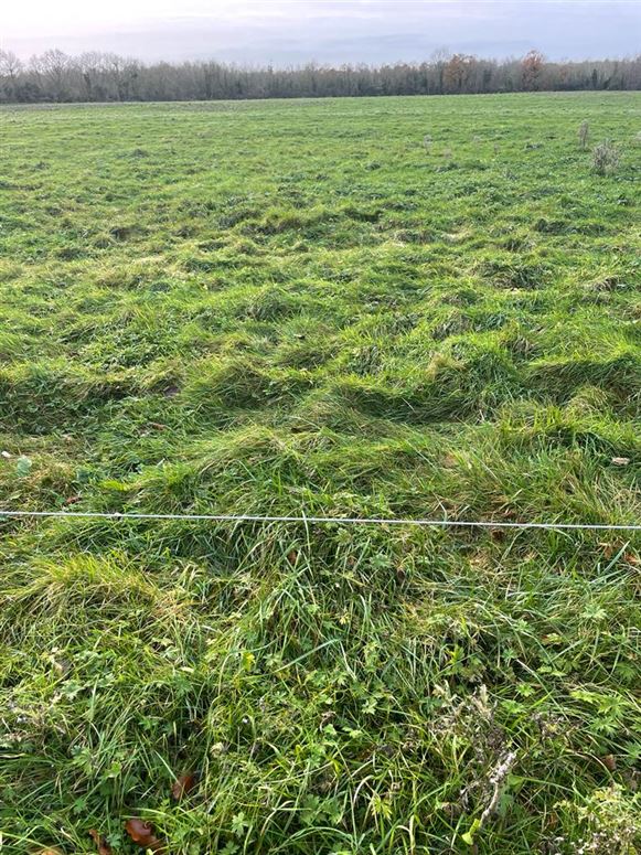 Rowbeg, Adare, Limerick