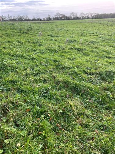 Rowbeg, Adare, Limerick