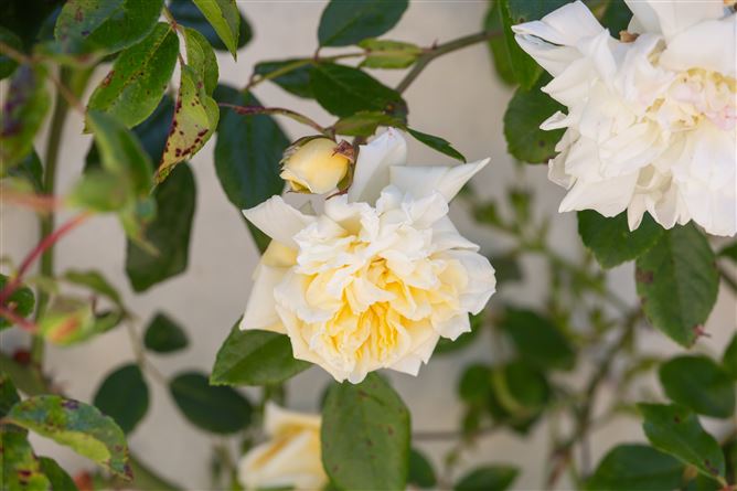 Rose Cottage, Kilmacanogue, Wicklow