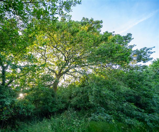Photo 53 of 60 — Spyglass Hill, Loughaunacreen, Kilmakillouge, Lauragh - Kenmare, Co. Kerry