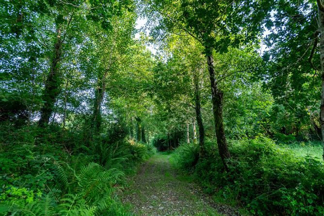 Photo 16 of 60 — Spyglass Hill, Loughaunacreen, Kilmakillouge, Lauragh - Kenmare, Co. Kerry