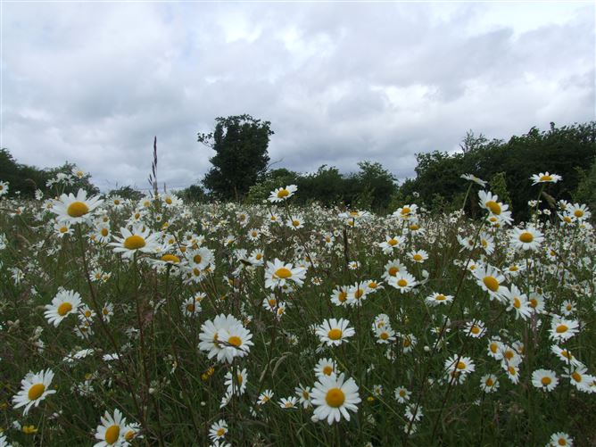 "Buhala", The Conoboro, Rathdowney, Laois