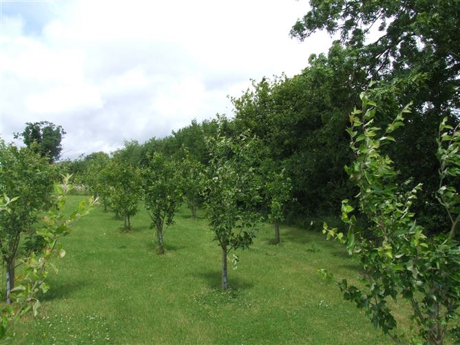 "Buhala", The Conoboro, Rathdowney, Laois