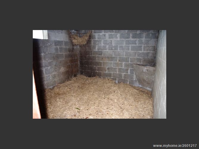 FOREST VIEW STUD, MOUNTRICE, Monasterevin, Kildare