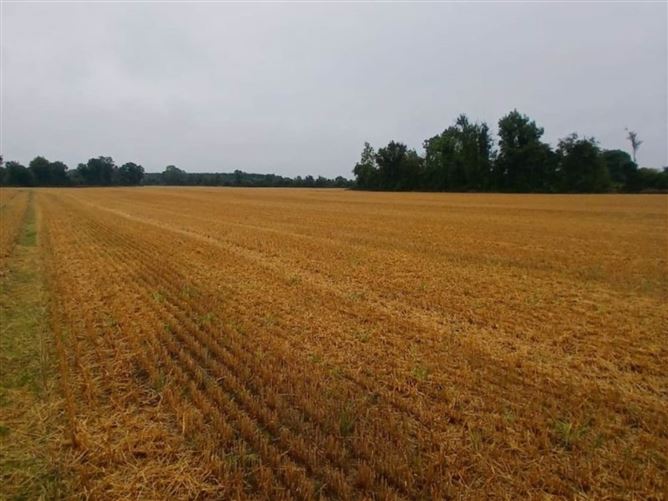 Photo 8 of 8 — 32.6 Acres Ballygibbon East, Carbury, County Kildare
