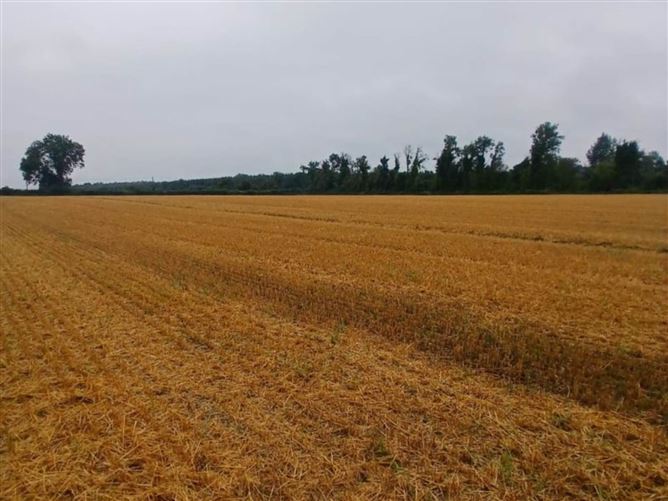 Photo 7 of 8 — 32.6 Acres Ballygibbon East, Carbury, County Kildare
