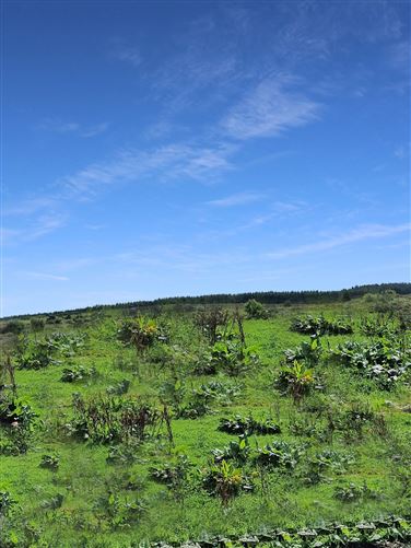 Carnane, Doolin, Co. Clare