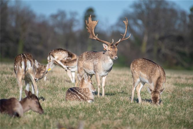Nos. 1-9 Tolka Cottage Lane, Main Street, Mulhuddart, Dublin 15